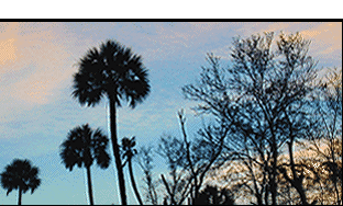Palm Trees image